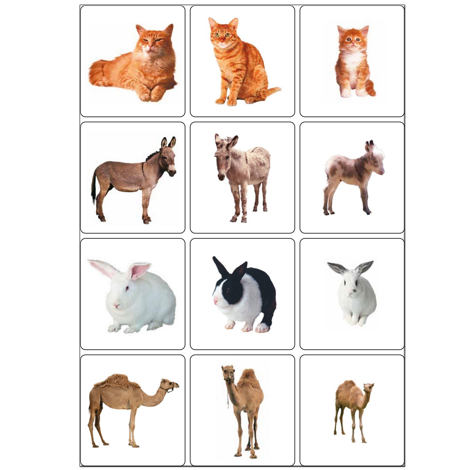 Карточки с домашними и дикими животными