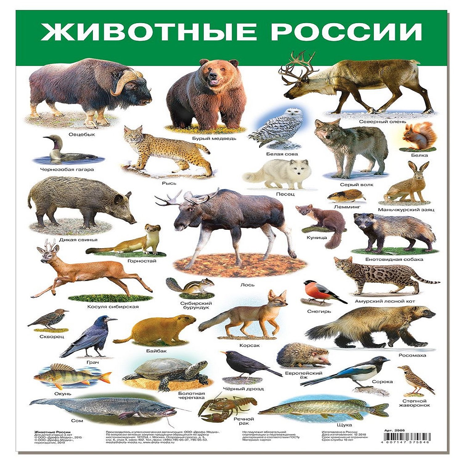Животные России с названиями для детей