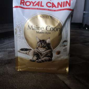 Корм сухой для кошек ROYAL CANIN Maine Coon 2кг породы мейн-кун: отзыв пользователя. Зоомагазин Зоозавр