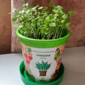 Набор для выращивания Happy Plant Вырасти сам растение в горшочке Руккола пряная: отзыв пользователя Детский Мир
