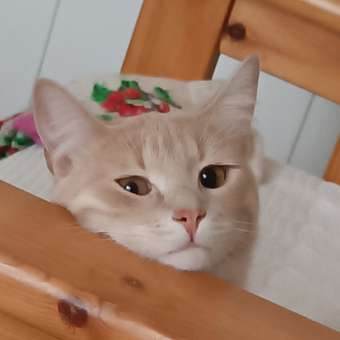 Корм для кошек Harty 0,3кг с индейкой для взрослых с чувствительным пищеварением полнорационный сухой: отзыв пользователя. Зоомагазин Зоозавр