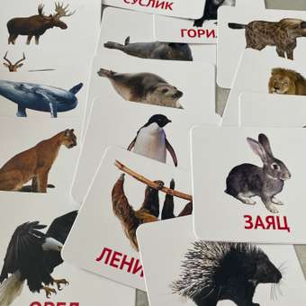 Развивающие обучающие карточки Крокуспак Дикие животные 45 шт - настольная игра для детей: отзыв пользователя Детский Мир