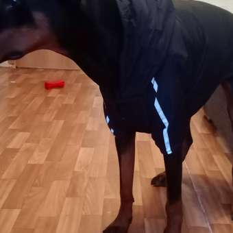 Куртка для собак Зоозавр черная 65: отзыв пользователя. Зоомагазин Зоозавр