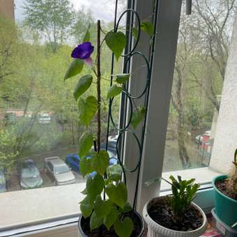 Набор для выращивания Happy Plant: отзыв пользователя Детский Мир
