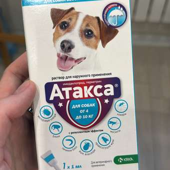 Капли для собак KRKA Атакса на холку от блох и клещей от 4 до 10кг 1мл: отзыв пользователя. Зоомагазин Зоозавр