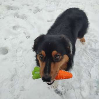Игрушка для собак Triol Морковка 12191147: отзыв пользователя. Зоомагазин Зоозавр