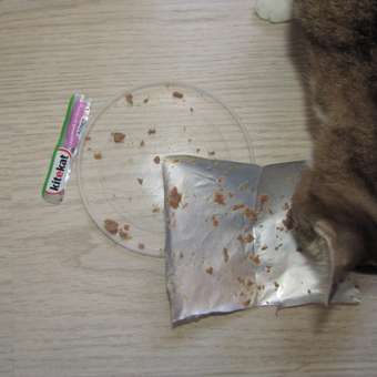 Корм влажный для кошек KiteKat 85г рагу с ягненком в соусе пауч: отзыв пользователя. Зоомагазин Зоозавр