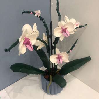 Конструктор LEGO Botanicals Orchid блочный: отзыв пользователя Детский Мир