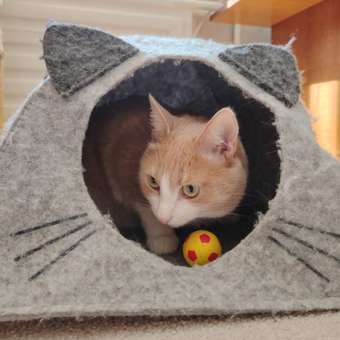 Корм для кошек GRANDORF FRESH Fresh Cat Adult Duck/Sweet Potato 400г свежее мясо утки с бататом беззерн с жив пробиотиками: отзыв пользователя Детский Мир