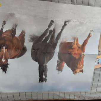 Альбом Panini Лошади Horses: отзыв пользователя Детский Мир