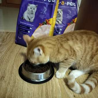 Корм для котят Pet-a-Pet 2кг с цыпленком: отзыв пользователя. Зоомагазин Зоозавр