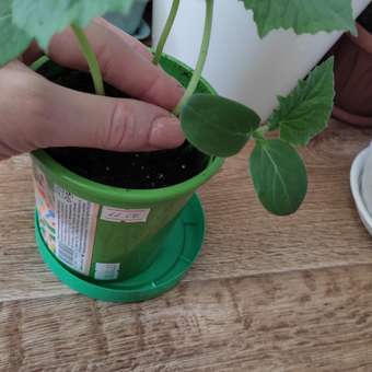 Набор для выращивания Happy Plant: отзыв пользователя Детский Мир