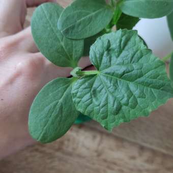 Набор для выращивания Happy Plant: отзыв пользователя Детский Мир