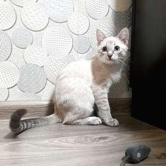 Корм для котят Brit 2кг Premium Cat Kitten с курицей сухой: отзыв пользователя Детский Мир