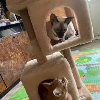 Когтеточка для кошек с домиком БРИСИ Бежевый: отзыв пользователя Детский Мир