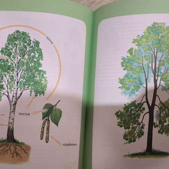 Книга Школьная Книга Цветы Деревья Мир растений и грибов Дидактические карточки с вопросами и заданиями: отзыв пользователя Детский Мир