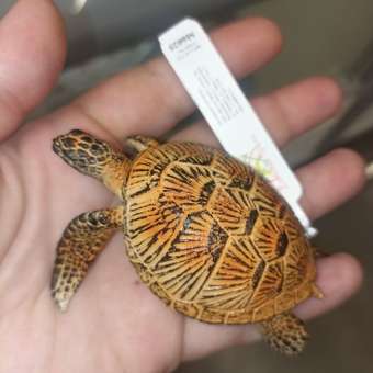 Фигурка животного Детское Время Зеленая морская черепаха: отзыв пользователя Детский Мир
