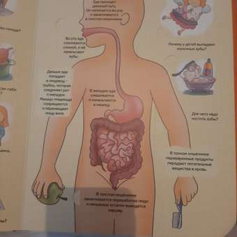 Книга BimBiMon Детская энциклопедия с окошками Как устроен человек в суперобложке: отзыв пользователя Детский Мир