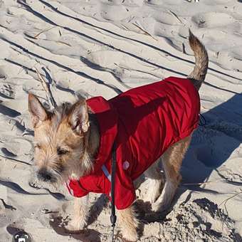 Куртка для собак Зоозавр красная 45: отзыв пользователя Детский Мир