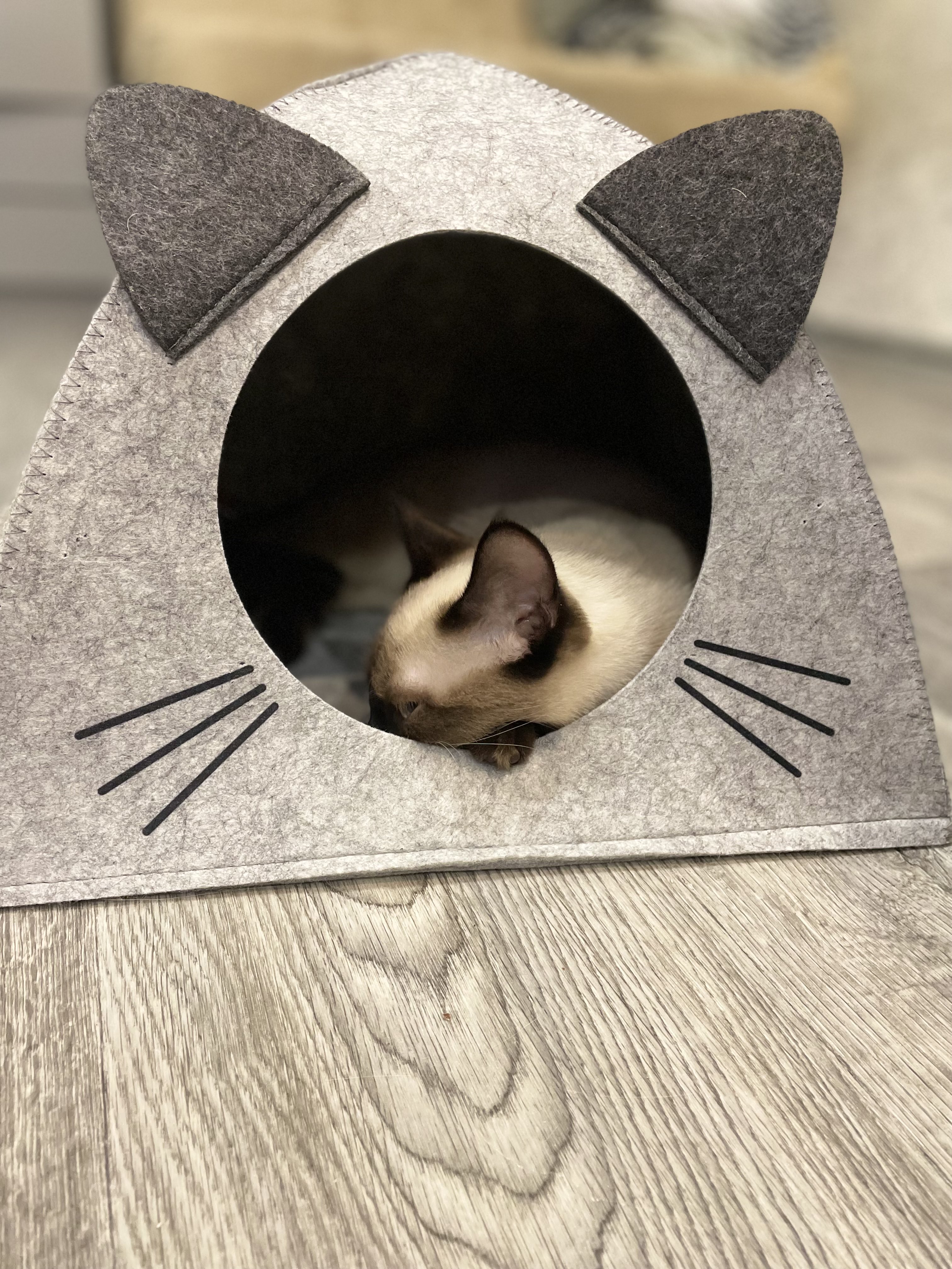 Кошка заценила