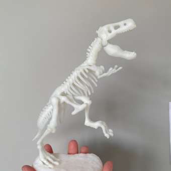 Набор археологический Clementoni Скелет тираннозавра 50630: отзыв пользователя ДетМир