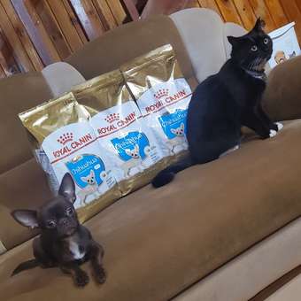 Корм для щенков ROYAL CANIN Junior породы чихуахуа 1.5кг: отзыв пользователя. Зоомагазин Зоозавр