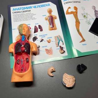 Игровой набор Эврики Анатомия человека: отзыв пользователя Детский Мир