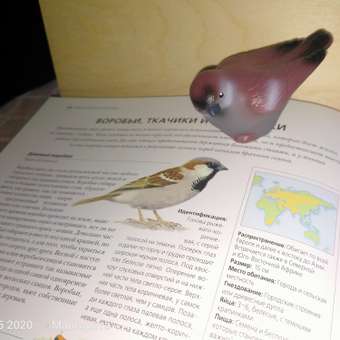 Набор фигурок ВЕСНА Изучаем птиц. Коллекция 3: отзыв пользователя Детский Мир