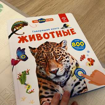 Говорящая книжка BertToys большая нажималка животные: отзыв пользователя Детский Мир