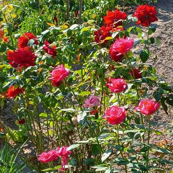 Удобрение Фермер Хозяйство Ивановское Розовый сад для роз 1кг: отзыв пользователя Детский Мир
