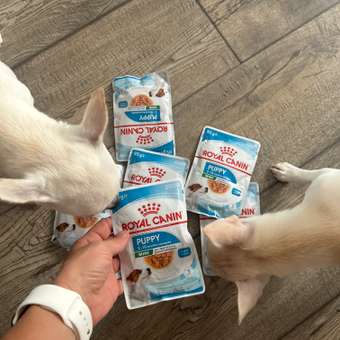 Влажный корм для собак ROYAL CANIN 0.085 кг мясо (для активных, полнорационный): отзыв пользователя. Зоомагазин Зоозавр