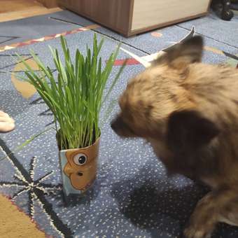 Набор для выращивания Happy Plant: отзыв пользователя Детский Мир