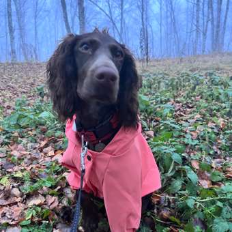 Дождевик-куртка для собак Zoozavr розовый 45: отзыв пользователя. Зоомагазин Зоозавр