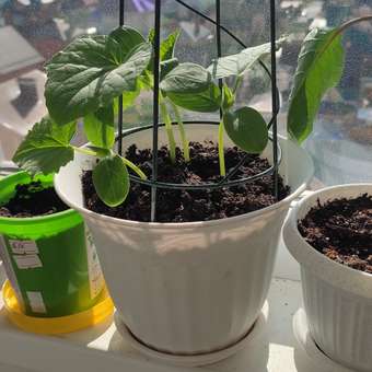 Набор для выращивания Happy Plant Вырасти сам растение в горшочке Огурец корнишон: отзыв пользователя Детский Мир