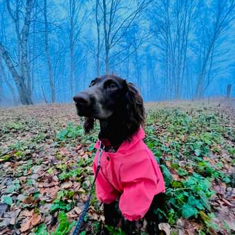 Дождевик-куртка для собак Zoozavr розовый 45: отзыв пользователя. Зоомагазин Зоозавр