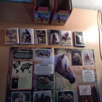 Бокс с наклейками Panini Лошади Horses 36 пакетиков в наборе: отзыв пользователя Детский Мир