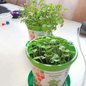 Набор для выращивания Happy Plant Вырасти сам растение в горшочке Базилик зеленый: отзыв пользователя Детский Мир