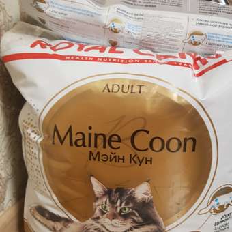 Корм сухой для кошек ROYAL CANIN Maine Coon 10кг породы мейн-кун: отзыв пользователя. Зоомагазин Зоозавр