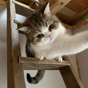 Корм для кошек ROYAL CANIN Diabetic при сахарном диабете 400г: отзыв пользователя. Зоомагазин Зоозавр