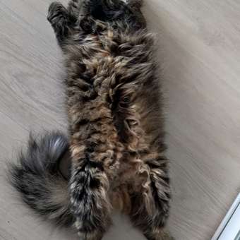 Корм сухой для кошек ROYAL CANIN Siberian 400г сибирских пород: отзыв пользователя. Зоомагазин Зоозавр