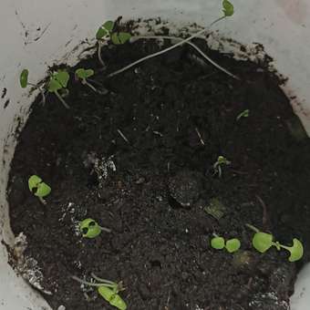Набор для выращивания Happy Plant Вырасти сам растение Лаванда ароматная: отзыв пользователя Детский Мир
