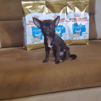 Корм для щенков ROYAL CANIN Junior породы чихуахуа 1.5кг: отзыв пользователя. Зоомагазин Зоозавр