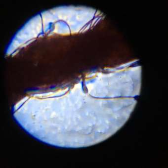 Набор микропрепаратов ORGANIC BRAND для микроскопа образцы животных насекомых растений и овощей: отзыв пользователя Детский Мир