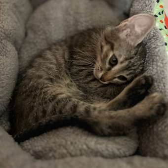Лежак для кошек Ripoma Круглый меховой зеленый: отзыв пользователя. Зоомагазин Зоозавр