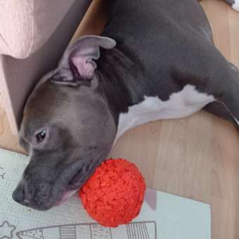 Игрушка для собак Doglike Мяч большой Оранжевый: отзыв пользователя. Зоомагазин Зоозавр