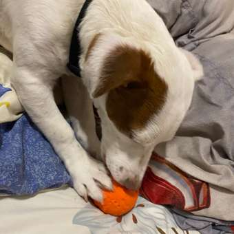 Игрушка для собак Doglike Мяч малый Оранжевый: отзыв пользователя. Зоомагазин Зоозавр