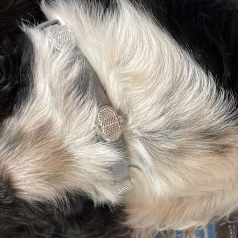 Ошейник для собак Elanco Foresto более 8кг от блох и клещей защита 8месяцев 70см 65494: отзыв пользователя. Зоомагазин Зоозавр