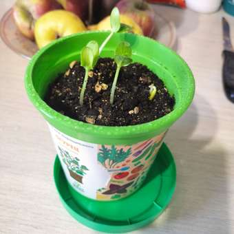 Набор для выращивания Happy Plant Вырасти сам растение в горшочке Огурец корнишон: отзыв пользователя Детский Мир
