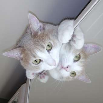 Корм для кошек GRANDORF FRESH Fresh Cat Adult Duck/Sweet Potato 400г свежее мясо утки с бататом беззерн с жив пробиотиками: отзыв пользователя Детский Мир