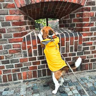Куртка для собак RUKKA PETS 40 Желтый 560404200JV43040: отзыв пользователя. Зоомагазин Зоозавр